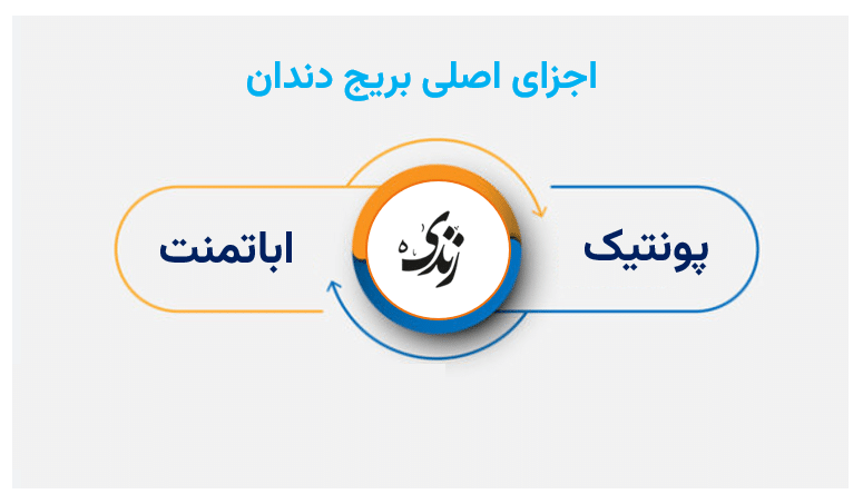اجزای بریج دندان